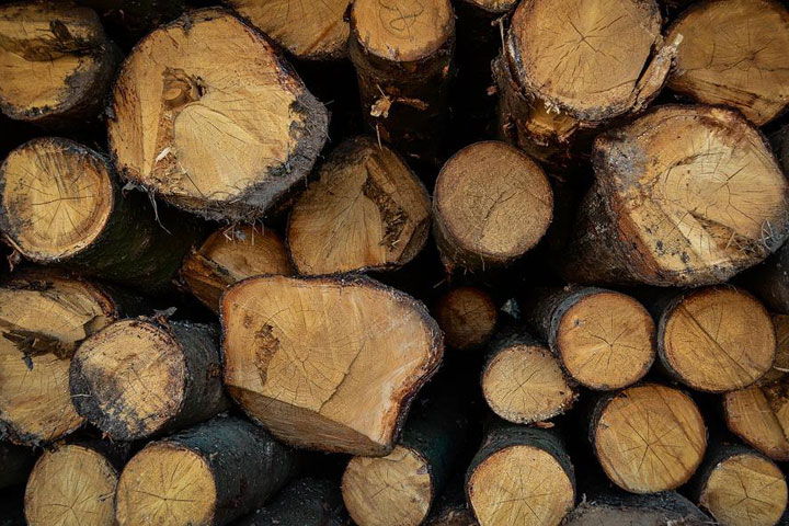 В Алтайском районе оштрафовали бизнесмена, который занимается лесом 