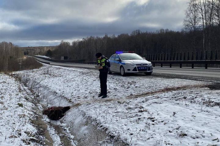 На трассе в Красноярском крае обнаружили медведя без лап