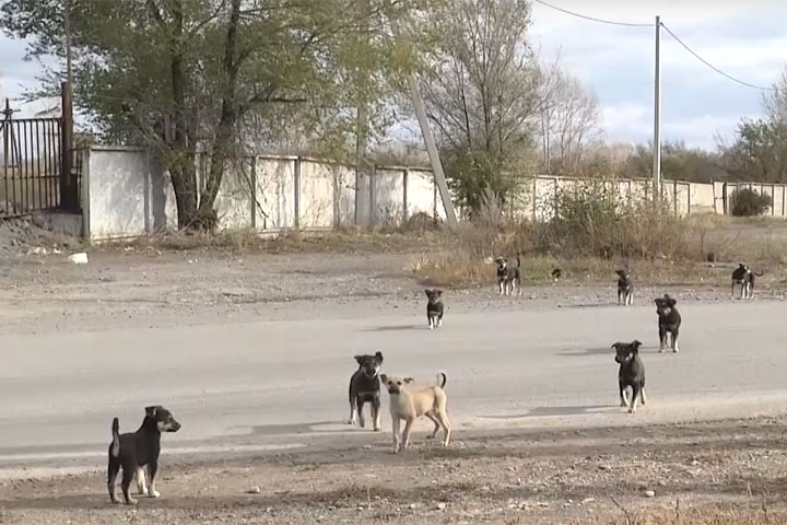 Как себя вести при встрече с бродячими собаками 