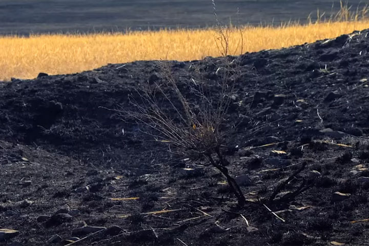 В Хакасии лесных пожаров больше, чем в других регионах 