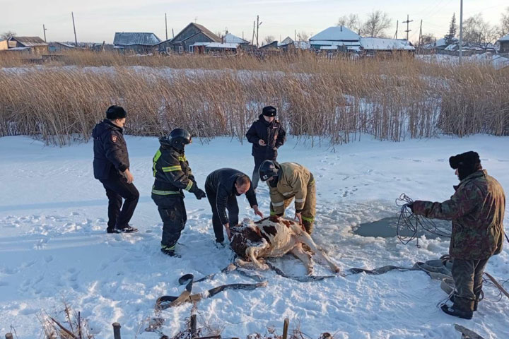 Угодившую в ледяную ловушку корову спасли сотрудники МЧС