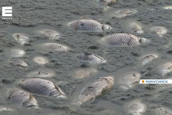 В озере на окраине Минусинска обнаружены сотни мертвых рыб 