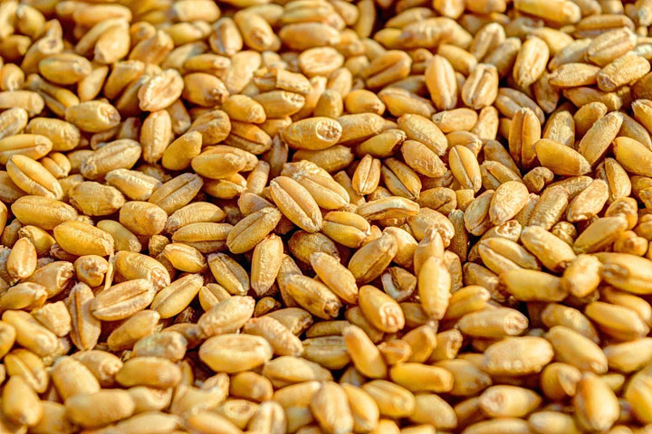 Хакасия экспортировала 11 тысяч тонн зерна