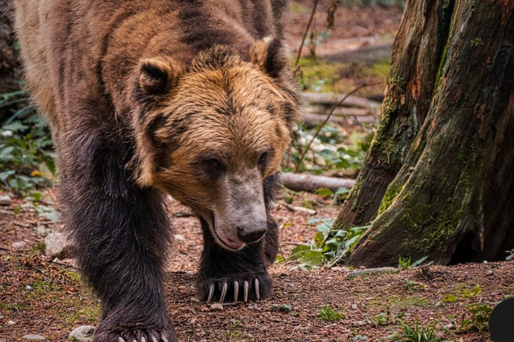 Медведь погнался за туристом в Ергаках