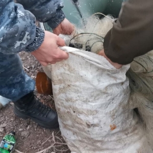 Житель Боградского района попался на Красноярском водохранилище с плотвой, пелядью и окунями