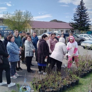 В Боградском районе прошла акция «Саженец в одни руки»