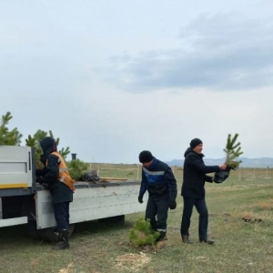 Почти две сотни маленьких сосен появились вблизи разреза Майрыхский в Хакасии