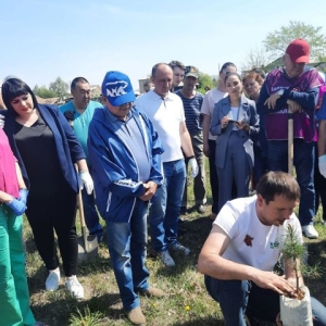 В селе Шира политики и общественники высадили 100 саженцев кедра 