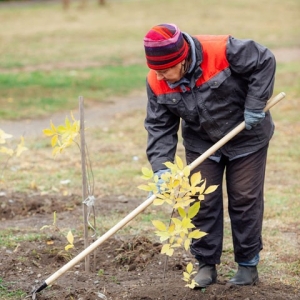 Энергетики Хакасии завершили «Экомарафон-2023» по высадке деревьев в Абакане