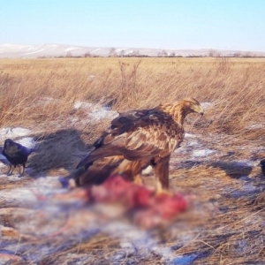 В Хакасии трапеза беркутов попала в объектив фотоловушки 