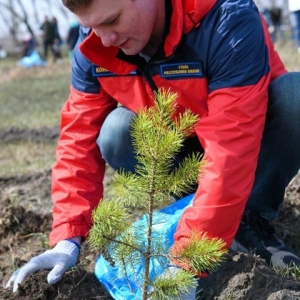 В честь Чир Ине в Усть-Абакане высажены саженцы деревьев
