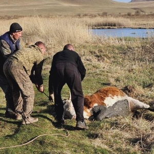 В Ширинском районе из топкой западни вызволили коров