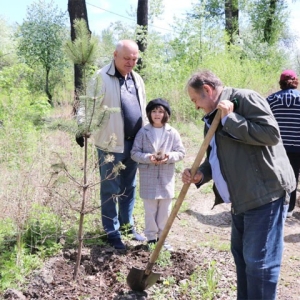 В Абакане в честь 100-летия здравоохранения Хакасии высажено 100 сосен