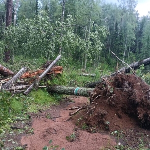 Из-за риска обрушения деревьев туристам запретили посещать Красноярские Столбы