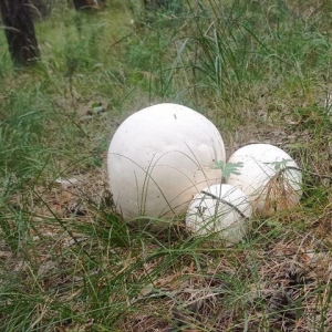В Минусинске нашли съедобные грибы размером с футбольный мяч