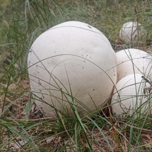 В Минусинске нашли съедобные грибы размером с футбольный мяч