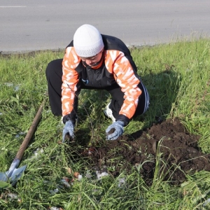 В Арбане высадили 35 саженцев 