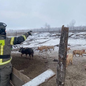 Под Минусинском на пожаре спасли три десятка свиней