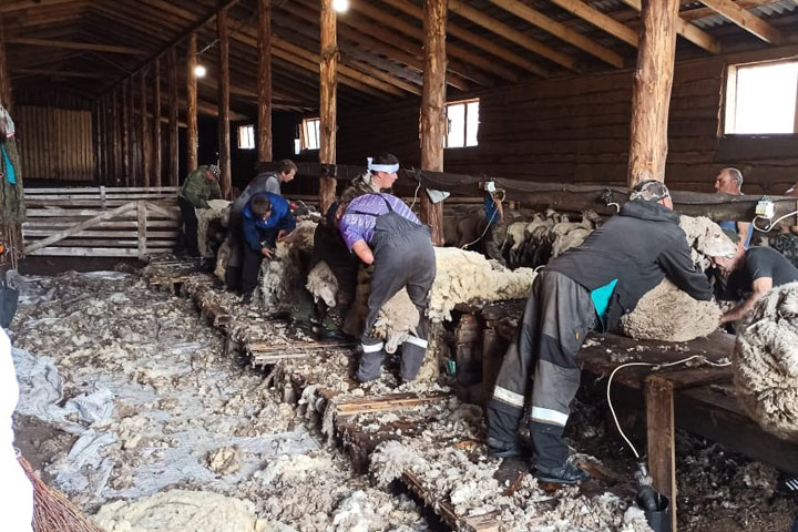 В Хакасии массово стригут овец