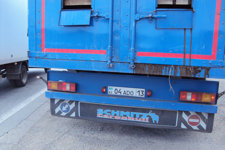 Полный герефордами грузовик из Казахстана заблудился в Хакасии