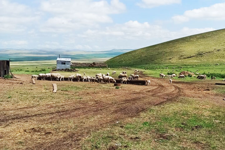 В Хакасии массово стригут овец