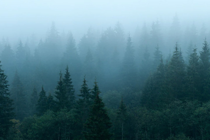 Рослесинфорг отметил регионы, где хорошо заботятся о лесе 