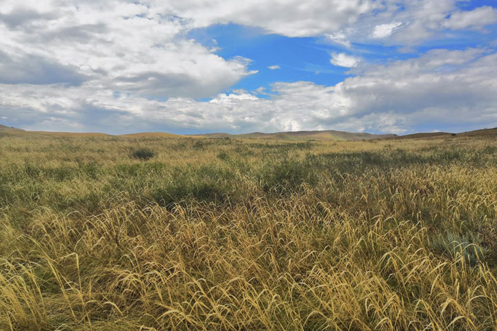 «Что творится в сельском хозяйстве?» - жителей Хакасии беспокоят пустые поля