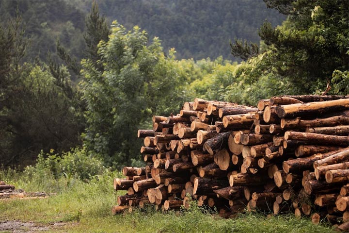 Директору лесохозяйственной организации в Хакасии грозит 7 лет 