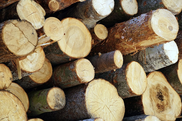 Хакасия снизила экспорт древесины