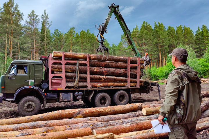 В Хакасии 10 предпринимателей получили право на заготовку древесины