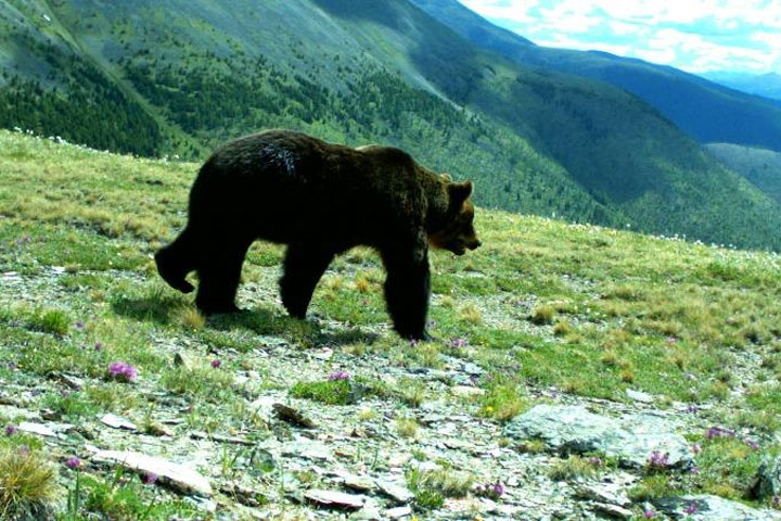 В трех районах Хакасии медведи стали выходить из берлог 
