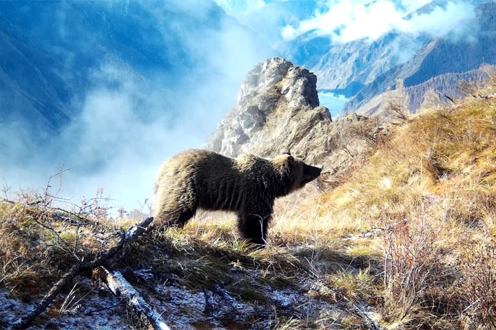 Рядом с Хакасией -  массовый выход медведей