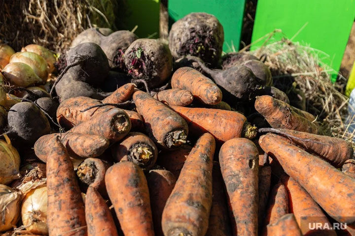 Свекла и морковь: когда сажать, как подготовить землю и выбрать сорт